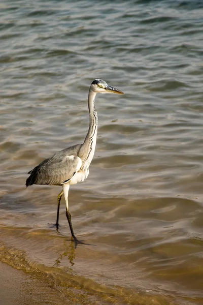 Büyük Balıkçıl Ardea Alba Gri Kuş — Stok fotoğraf