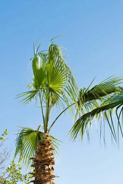 Yeşil Palmiye Ağacı Gökyüzü Manzara — Stok fotoğraf