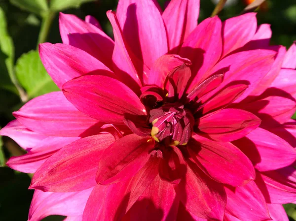 Kwiat Dalia Krajobraz Tle — Zdjęcie stockowe