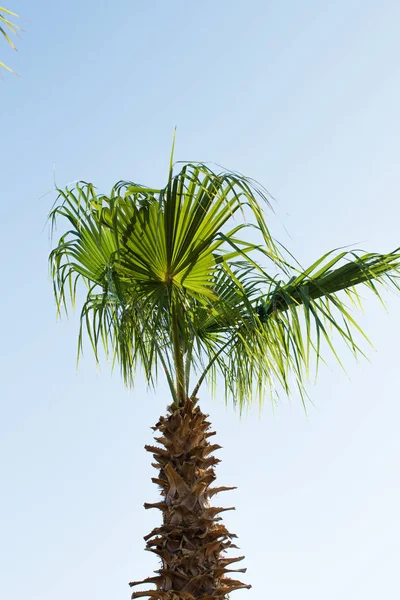 Palmera Verde Contra Cielo Paisaje — Foto de Stock