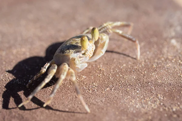 Crabe Sablonneux Gros Plan — Photo