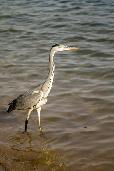 Büyük Balıkçıl Ardea Alba Gri Kuş — Stok fotoğraf