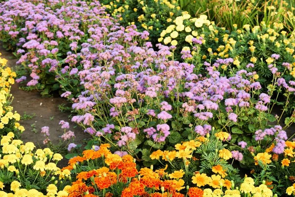 花壇の風景の夏の花 — ストック写真