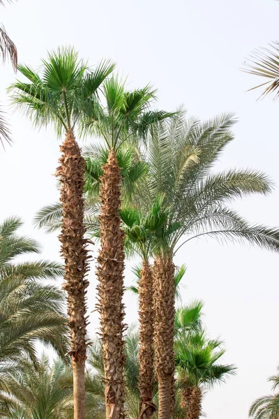 Palme Gegen Den Himmel Landschaft — Stockfoto