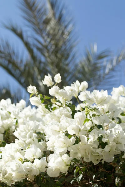 Bougainvillea flowers, fence landscape