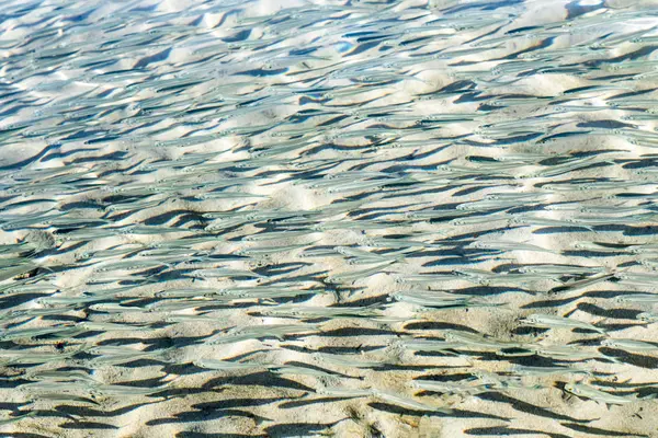 Мелководная Рыба Вид Сверху — стоковое фото