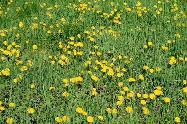 黄色のタンポポの花で春の風景 緑の野 — ストック写真