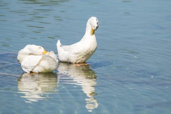 Witte Eenden Een Vijver Zomer — Stockfoto