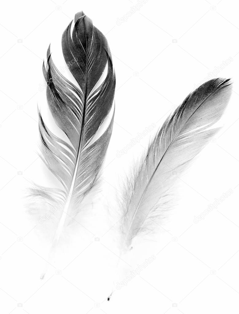 bird feather on white background