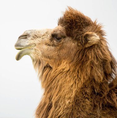 bir deve bahar portresi