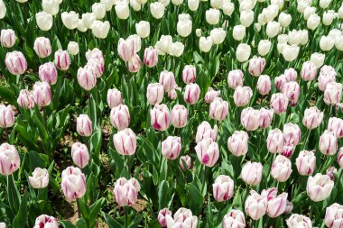 Lale bahar peyzaj alanı