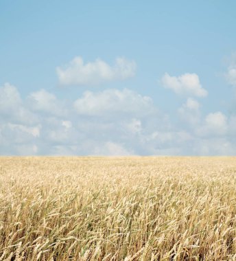 Buğday tarlası ve bulutlu mavi gökyüzü
