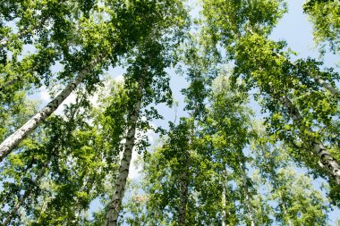 Orman yaz görünümünde aşağıdan gökyüzüne huş ağacı