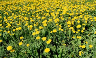 Bahar manzara, yeşil alan sarı çiçekli karahindiba