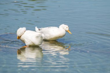 Beyaz ördek gölet üzerinde yaz