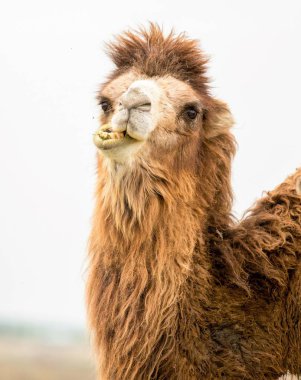 bir deve bahar portresi