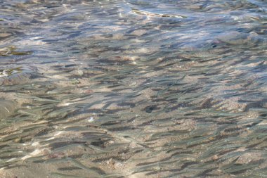 sığ deniz balığı, üstten görünüm