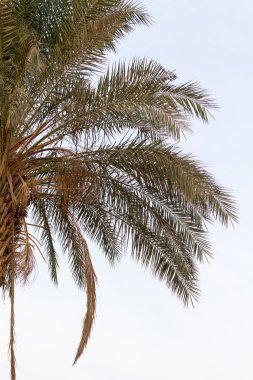 palmiye ağacı gökyüzü manzara