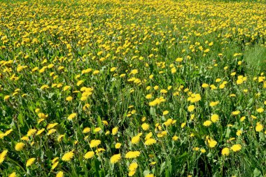 Bahar manzara, yeşil alan sarı çiçekli karahindiba