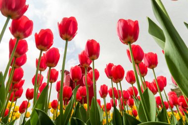 Alttan gökyüzüne bir bahar Lale Çiçek göster