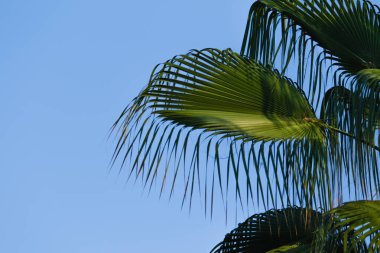 Arka planda palmiye yaprakları