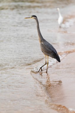 Büyük ak balıkçıl (Ardea alba) doğal zemin üzerine