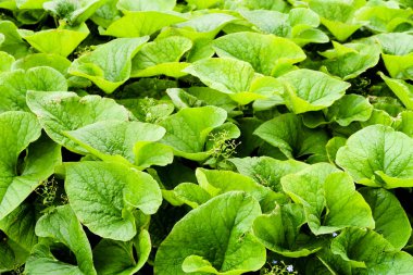 Dulavratotu bir sürü yeşil yaprakları