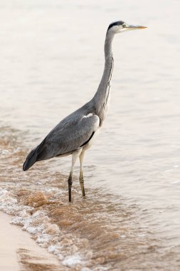 Büyük ak balıkçıl (Ardea alba) doğal zemin üzerine
