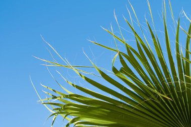 yeşil palmiye ağacı gökyüzü manzara