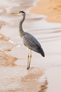 Büyük ak balıkçıl (Ardea alba) doğal zemin üzerine