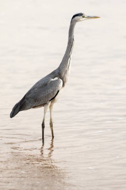 Büyük ak balıkçıl (Ardea alba) doğal zemin üzerine