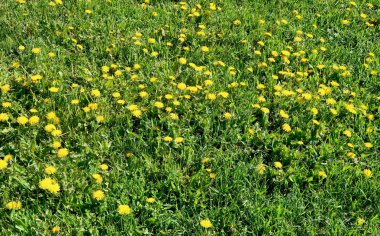 Bahar manzara, yeşil alan sarı çiçekli karahindiba