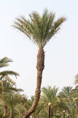 palmiye ağacı gökyüzü manzara