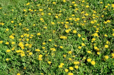 Bahar manzara, yeşil alan sarı çiçekli karahindiba