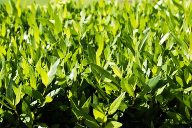 küçük yaprakları ile parlak yeşil çit