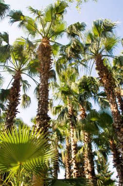 Plaj gökyüzü manzara avucunda