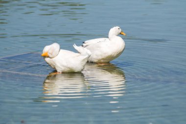 Beyaz ördek gölet üzerinde yaz