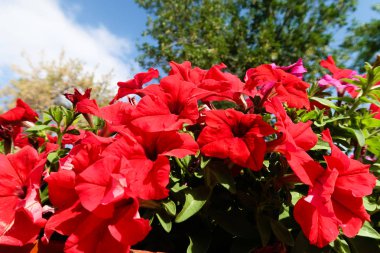 Petunya çiçek, gökyüzü manzara doğa