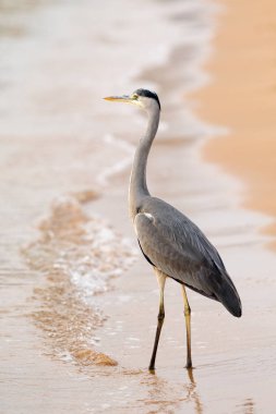 Büyük ak balıkçıl (Ardea alba) doğal zemin üzerine