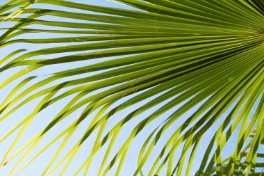 yeşil palmiye ağacı gökyüzü manzara