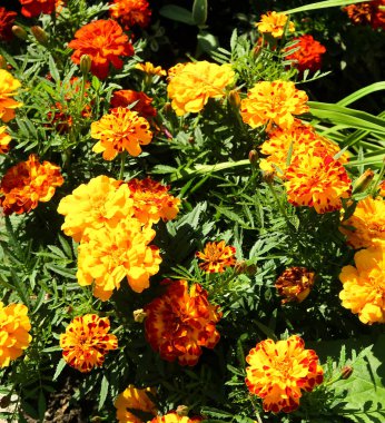 Çiçek kadife çiçeği, manzara arka plan üzerinde