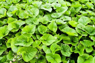 Dulavratotu bir sürü yeşil yaprakları