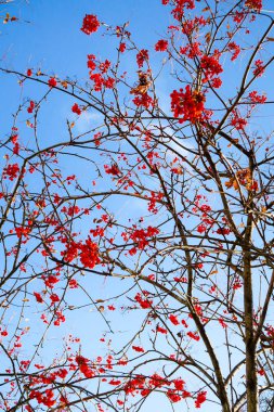 dağ kül gökyüzü kış arka planı meyvelerini