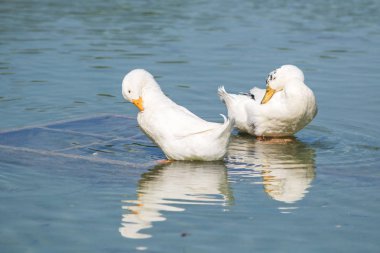 Beyaz ördek gölet üzerinde yaz