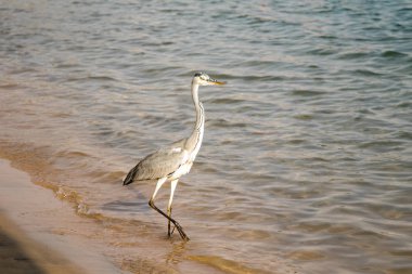Büyük ak balıkçıl (Ardea alba) gri kuş
