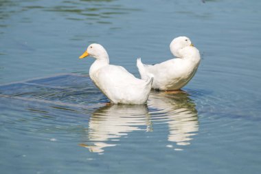 Beyaz ördek gölet üzerinde yaz