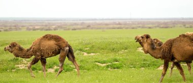 deve yeşil çim bahar alanında