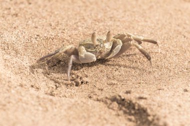 kum yengeç yakın çekim
