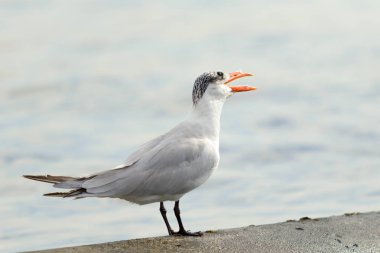 Martı deniz manzara oturur