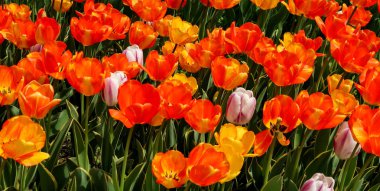 Lale bahar peyzaj alanı